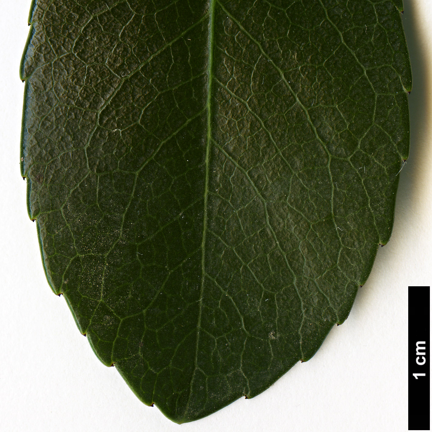 High resolution image: Family: Rosaceae - Genus: Rhaphiolepis - Taxon: ×delacourii (R.indica × R.umbellata)